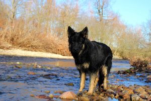 ancien berger allemand