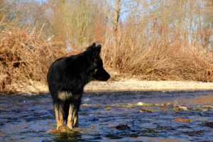 ancien berger allemand