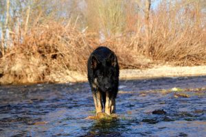 ancien berger allemand