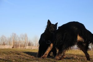 ancien berger allemand