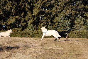 img_2363
