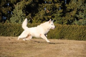 rencontre canine dan sle pilat