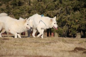 rencontre canine dan sle pilat