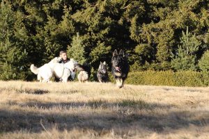 rencontre canine dan sle pilat