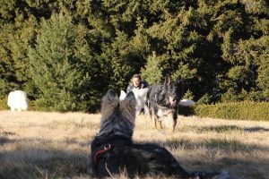 rencontre canine dan sle pilat