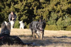 rencontre canine dan sle pilat