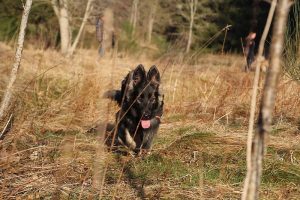 rencontre canine dan sle pilat