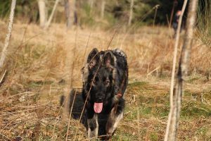 rencontre canine dan sle pilat