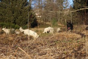 rencontre canine dan sle pilat