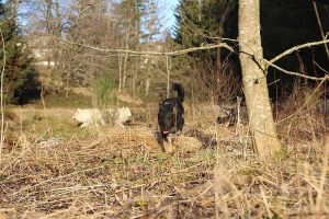 rencontre canine dan sle pilat