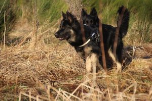 rencontre canine dan sle pilat