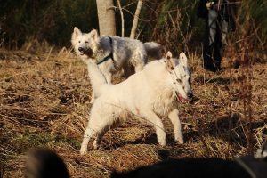 rencontre canine dan sle pilat