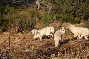 rencontre canine dan sle pilat