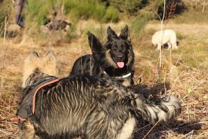 rencontre canine dan sle pilat