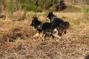 rencontre canine dan sle pilat