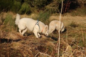 rencontre canine dan sle pilat