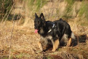 rencontre canine dan sle pilat