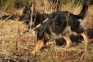 rencontre canine dan sle pilat