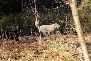 rencontre canine dan sle pilat