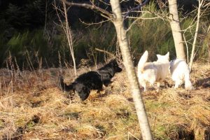 rencontre canine dan sle pilat