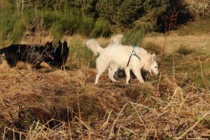 rencontre canine dan sle pilat