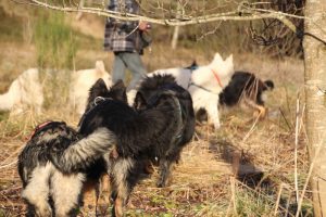 rencontre canine dan sle pilat