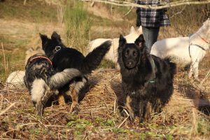 rencontre canine dan sle pilat