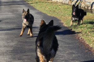 rencontre canine loire rhône alpes