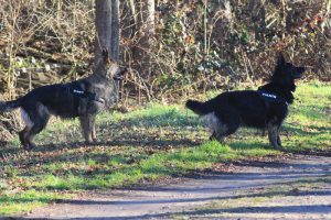 rencontre canine loire rhône alpes