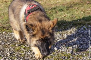 Laska