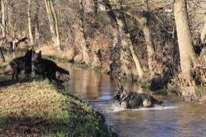 rencontre canine loire rhône alpes