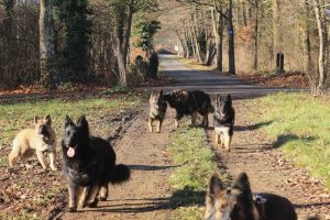 rencontre canine loire rhône alpes