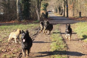 rencontre canine loire rhône alpes