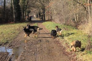 rencontre canine loire rhône alpes