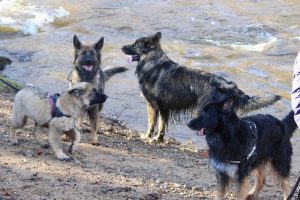 rencontre canine loire rhône alpes