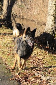 rencontre canine loire rhône alpes