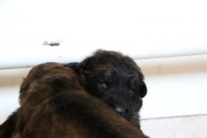 IMG_3734