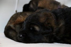 IMG_3795