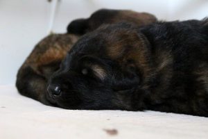 IMG_3797