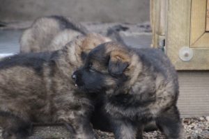 altdeutscher schaferhund 023