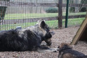 altdeutscher schaferhund 029