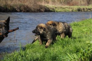 Copie de comme-chiens-et-loups 178