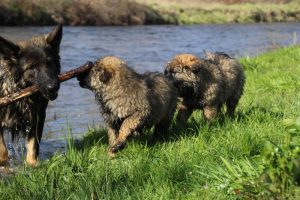 Copie de comme-chiens-et-loups 179