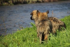 Copie de comme-chiens-et-loups 180