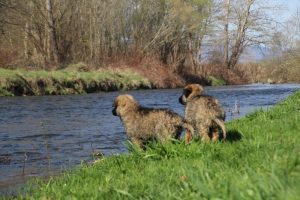 Copie de comme-chiens-et-loups 181