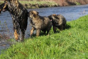 Copie de comme-chiens-et-loups 182