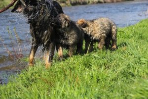 Copie de comme-chiens-et-loups 183