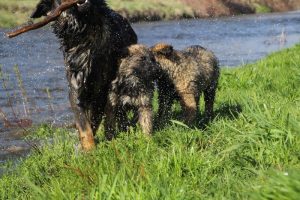 Copie de comme-chiens-et-loups 184