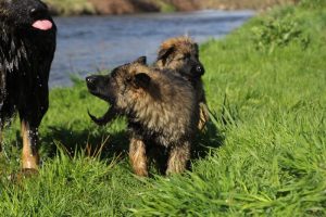 Copie de comme-chiens-et-loups 185