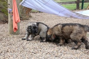 altdeutsche schaferhund 111